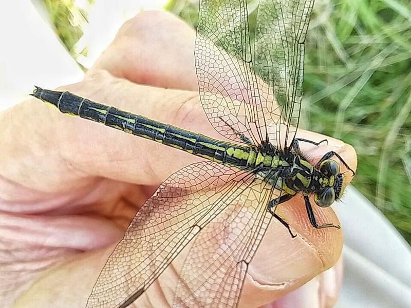 Photo of Rapids Clubtail