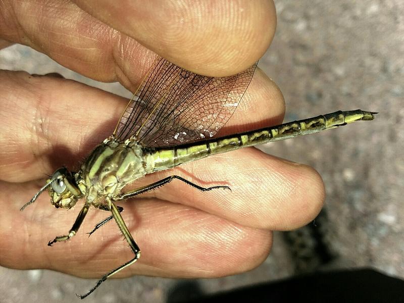 Photo of Dusky Clubtail