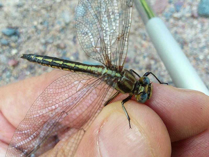 Photo of Dusky Clubtail
