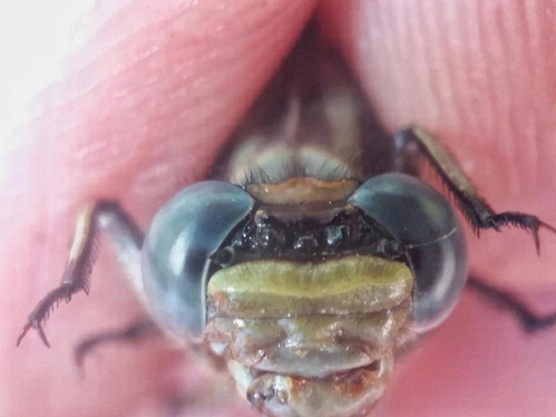 Photo of Dusky Clubtail