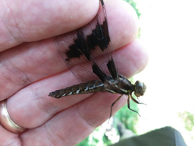 Photo of Common Whitetail