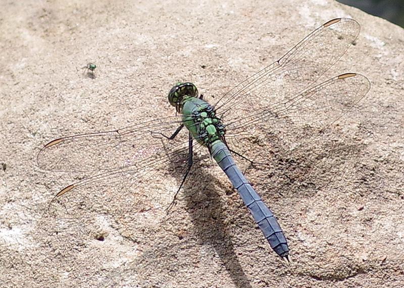 Photo of Eastern Pondhawk