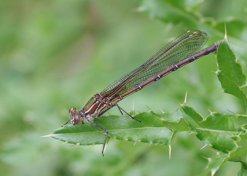 Photo of American Rubyspot