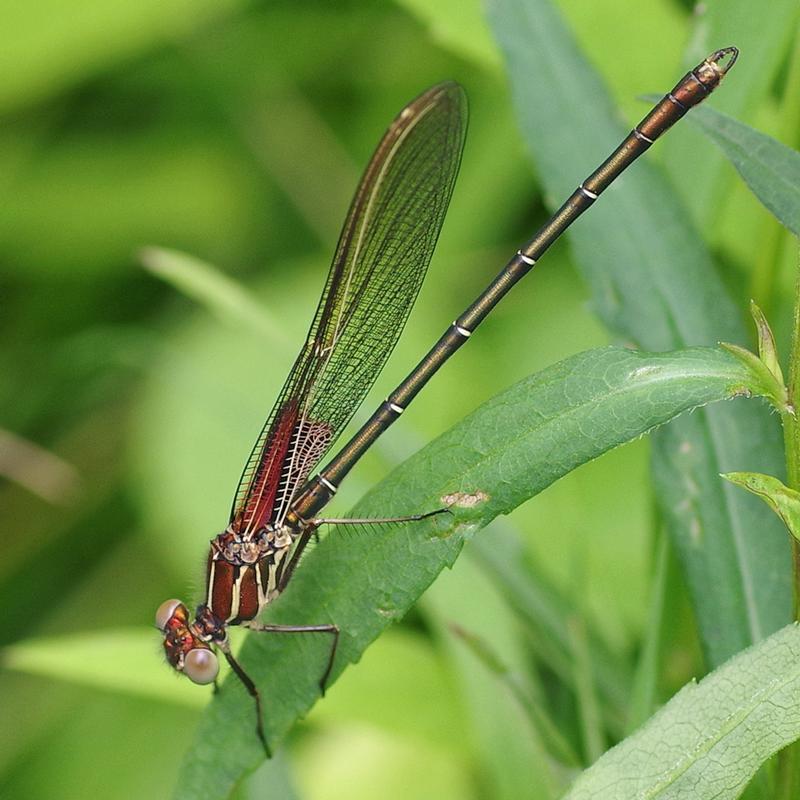 Photo of American Rubyspot