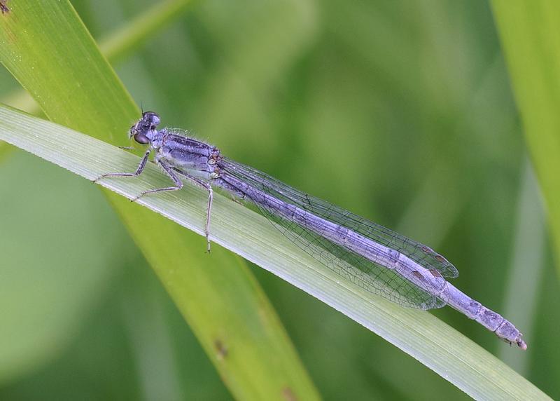 Photo of Eastern Forktail