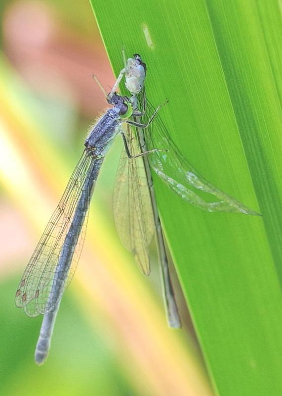 Photo of Eastern Forktail