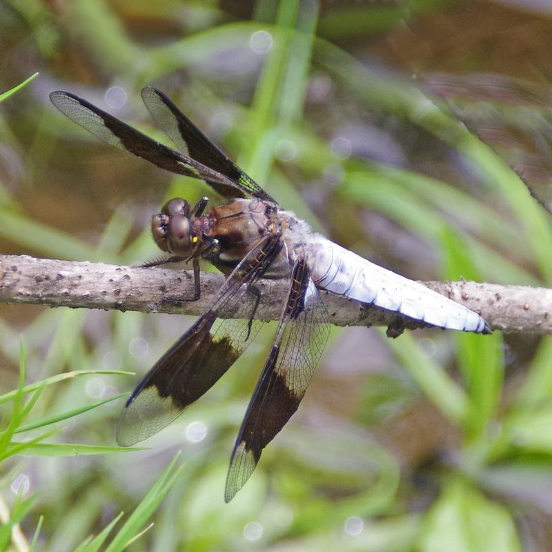 Photo of Common Whitetail