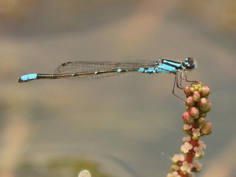 Photo of Skimming Bluet