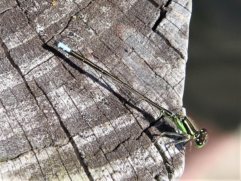 Photo of Eastern Forktail