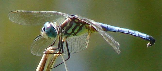 Photo of Blue Dasher