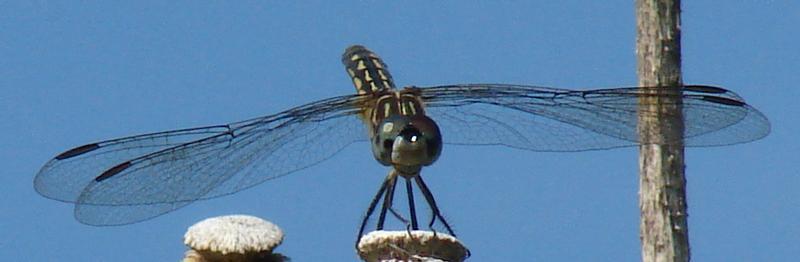 Photo of Blue Dasher