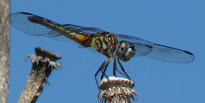 Photo of Blue Dasher