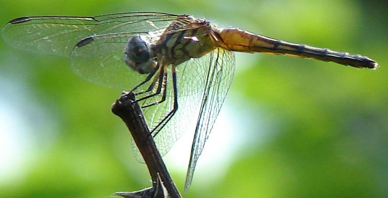Photo of Blue Dasher