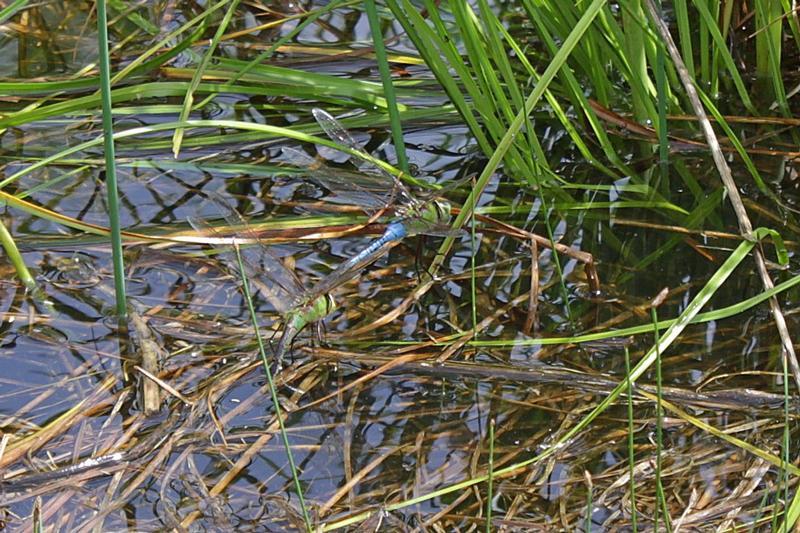 Photo of Common Green Darner