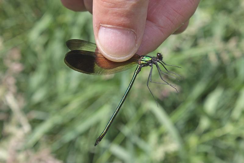 Photo of River Jewelwing