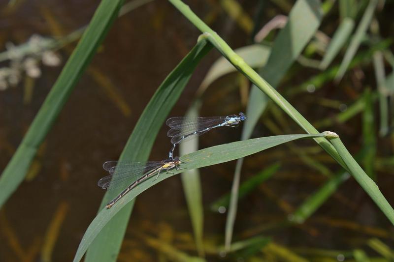 Photo of Aurora Damsel