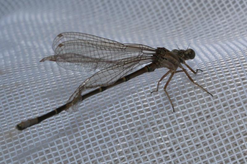 Photo of Blue-fronted Dancer