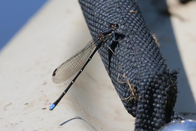 Photo of Blue-tipped Dancer