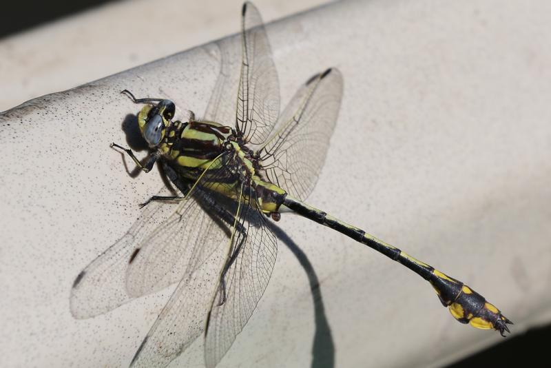 Photo of Plains Clubtail