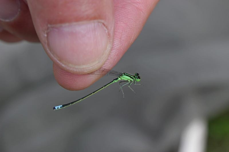 Photo of Eastern Forktail