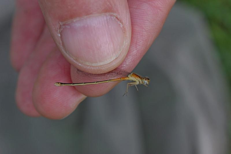 Photo of Eastern Forktail