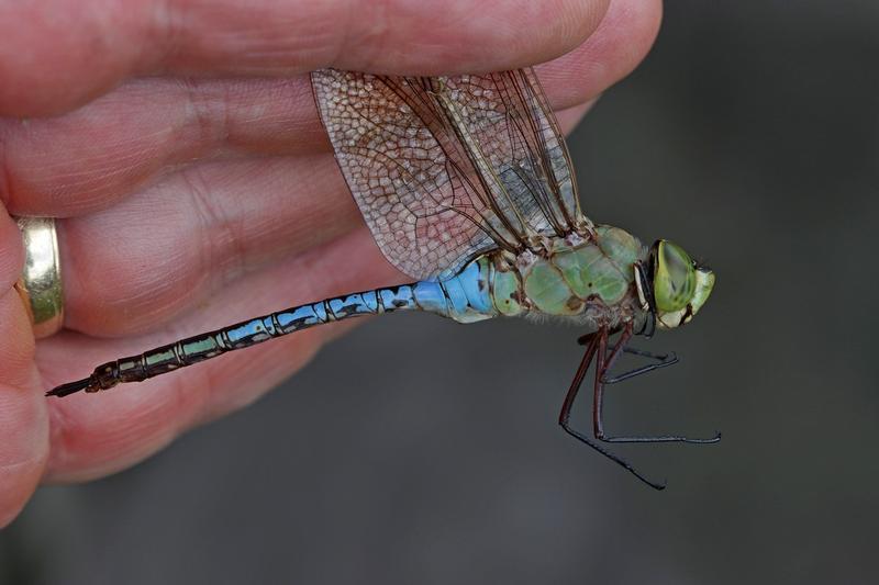 Photo of Common Green Darner
