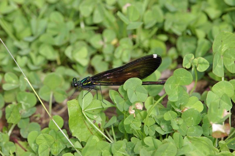 Photo of Ebony Jewelwing