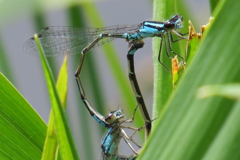 Photo of Skimming Bluet