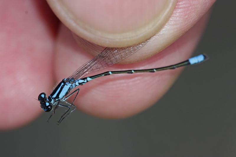 Photo of Skimming Bluet
