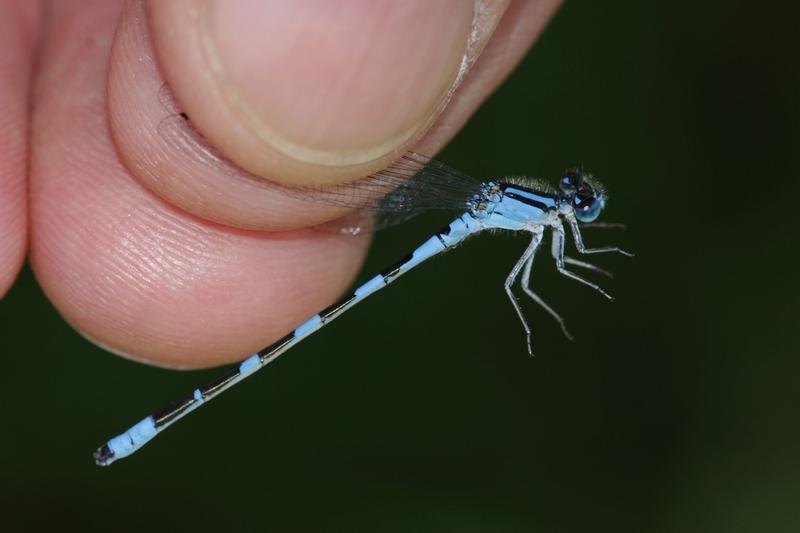 Photo of Tule Bluet