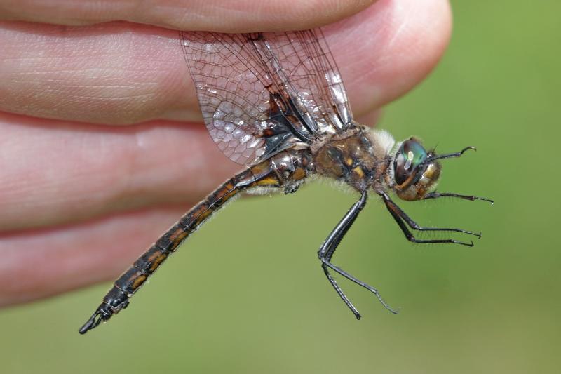 Photo of Common Baskettail