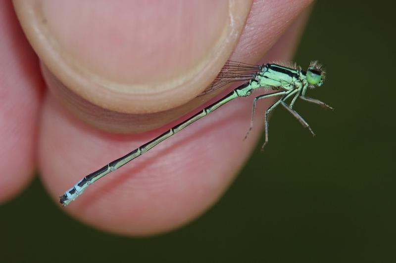 Photo of Eastern Forktail