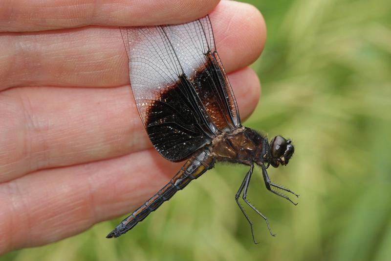 Photo of Widow Skimmer