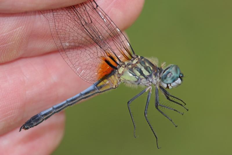 Photo of Blue Dasher