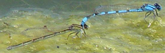 Photo of Familiar Bluet