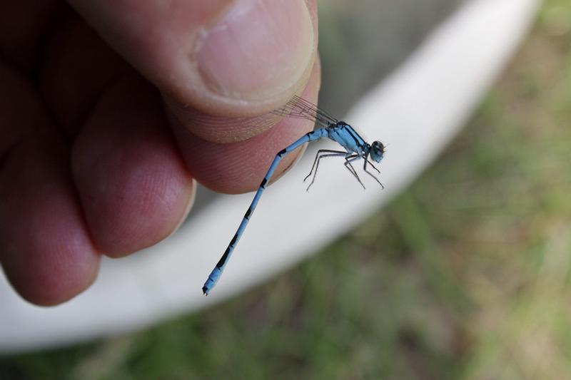 Photo of Hagen's Bluet