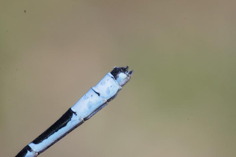 Photo of Hagen's Bluet