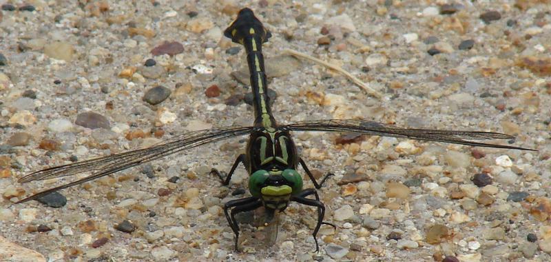 Photo of Cobra Clubtail