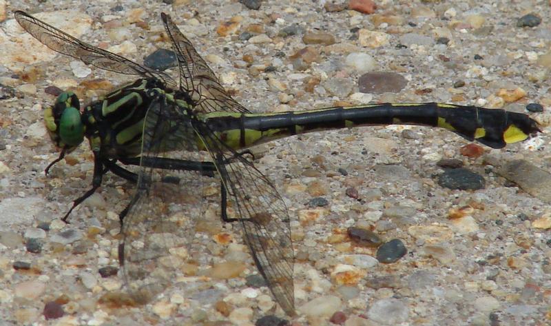 Photo of Cobra Clubtail