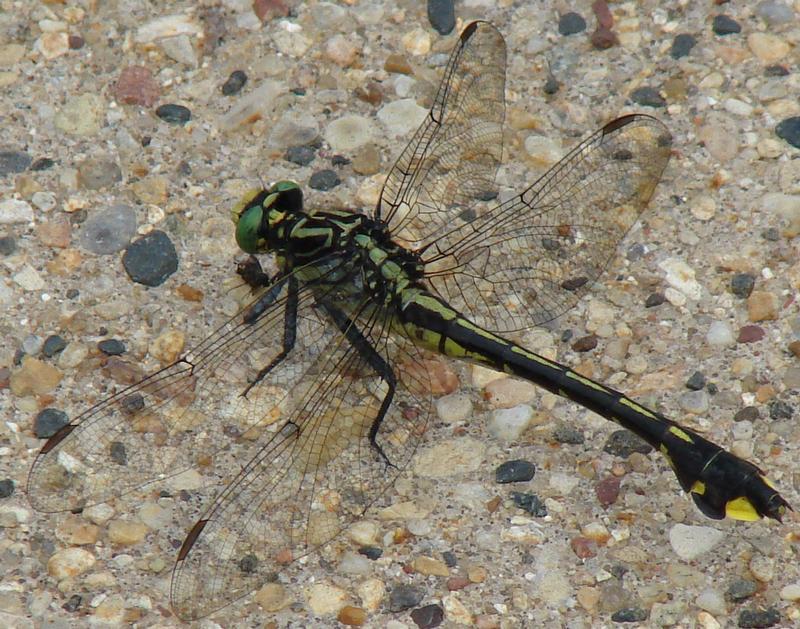 Photo of Cobra Clubtail