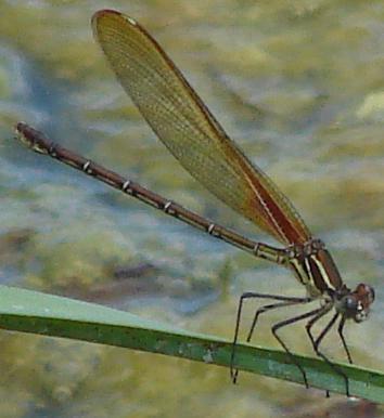 Photo of American Rubyspot