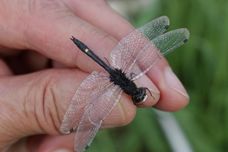 Photo of Dot-tailed Whiteface