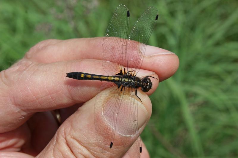 Photo of Dot-tailed Whiteface