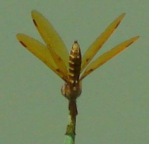 Photo of Eastern Amberwing