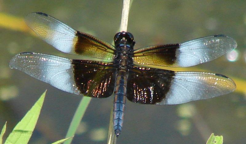 Photo of Widow Skimmer