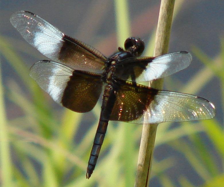 Photo of Widow Skimmer