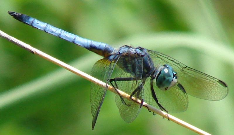 Photo of Blue Dasher