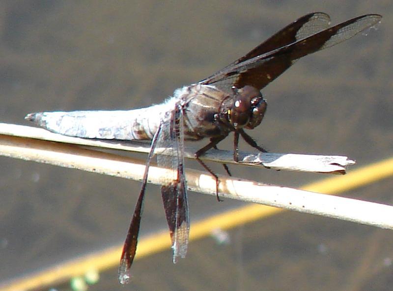 Photo of Common Whitetail