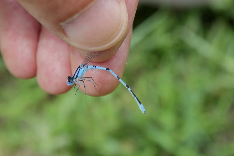 Photo of Familiar Bluet