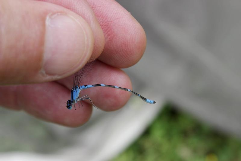 Photo of Tule Bluet